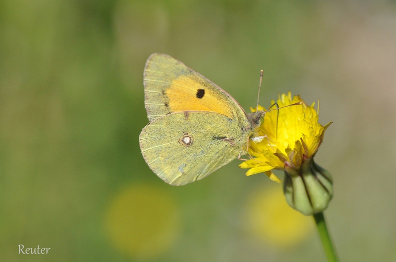 Gelbling - Clouded Yellow (Colias sp.)
Männchen - Male
Foto: Karl Reuter
Ort: Zadar, Kroatien
Kamera: Nikon D90, Nikkor 105VR 1:2,8
Das Aussehen der Männchen von Postillon (Colias croceus) und dem auch auf dem Balkan vorkommenden Regensburger Gelbling (Colias myrmidone) ist sehr ähnlich, so dass eine Unterscheidung anhand eines Fotos kaum möglich ist.
The physical appearance of the males of the Common Clouded Yellow (Colias croceus) and the also on the Balkan distributed Danube Clouded Yellow (Colias myrmidone) is very similar permitting no distinction by means of a photo.
Postillon _Colias croceus_.jpg